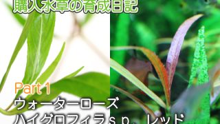 Thumbnail of post image 035